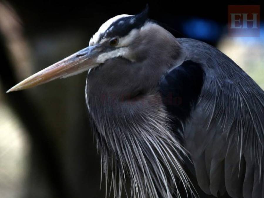 20 fotos de animales en el zoológico de Tegucigalpa que te cambiarán el día