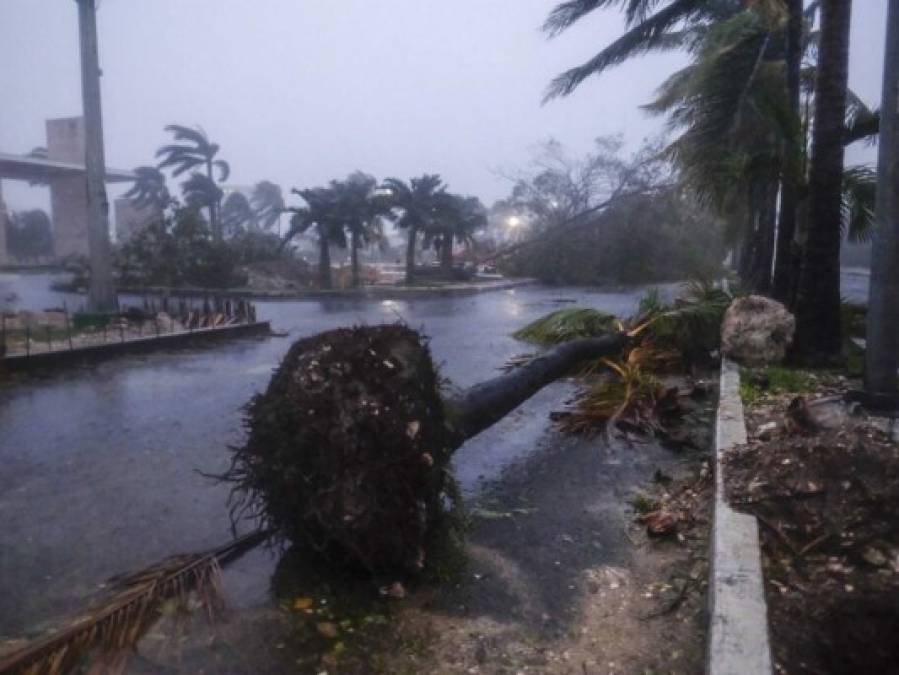 Árboles caídos, negocios destruidos y calles sin acceso: el impacto del huracán Delta
