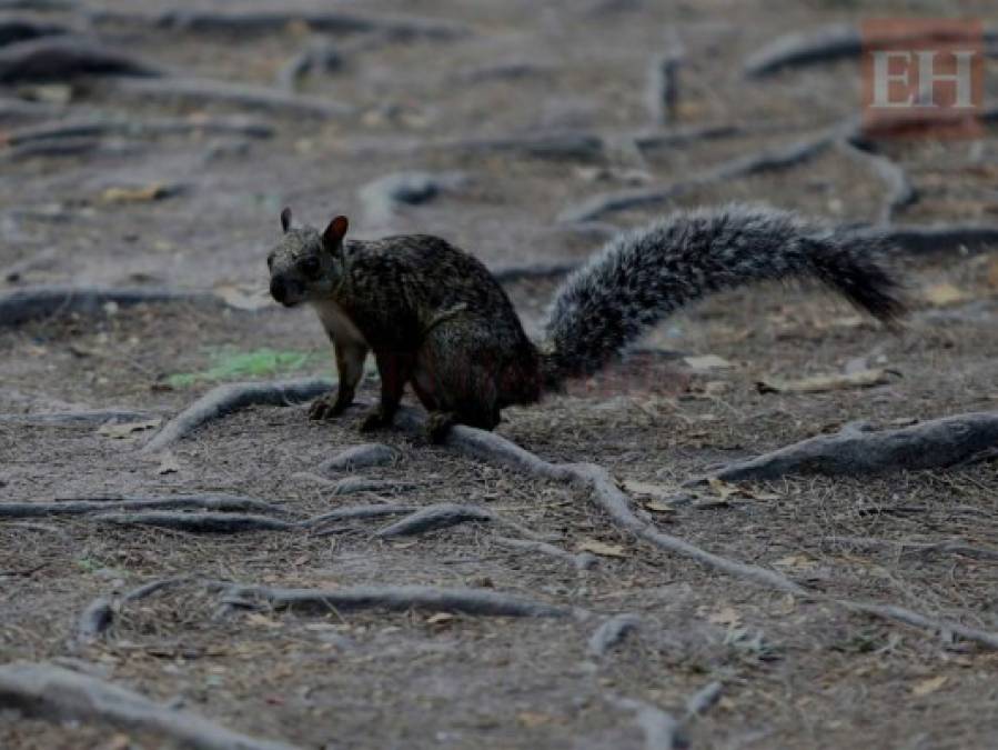 20 fotos de animales en el zoológico de Tegucigalpa que te cambiarán el día