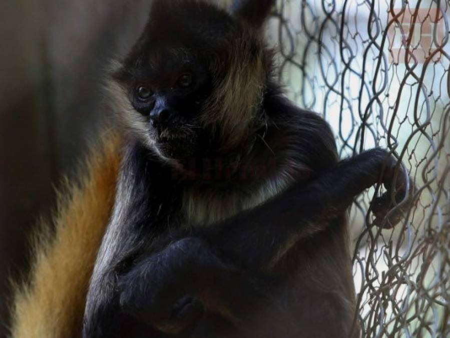 20 fotos de animales en el zoológico de Tegucigalpa que te cambiarán el día