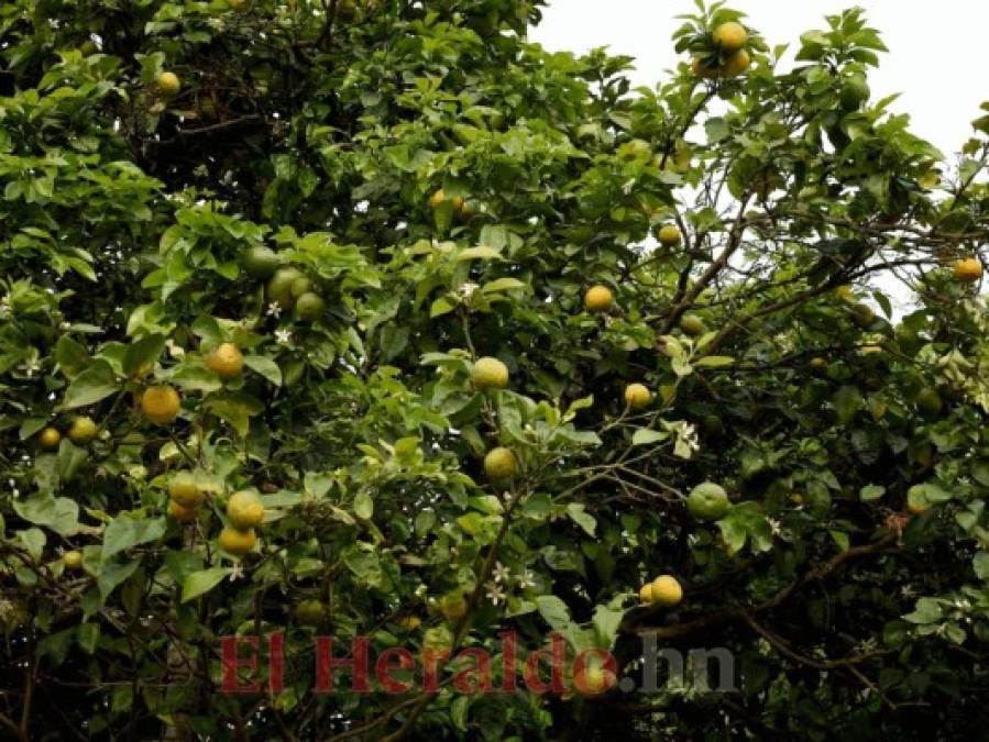 FOTOS: Güinope, un municipio con aroma colonial