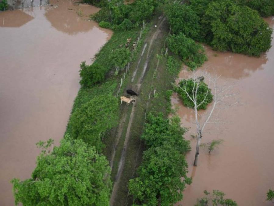 Fotos: Valle de Sula se mantiene bajo el agua tras el devastador Iota