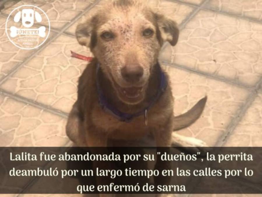 La historia de Lalita, una valiente perrita que luchó hasta el último día de su vida