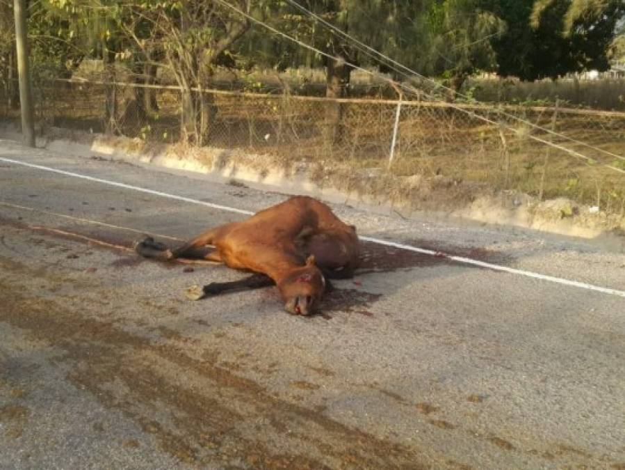 Tristes imágenes de la tragedia provocada por un caballo en Güinope