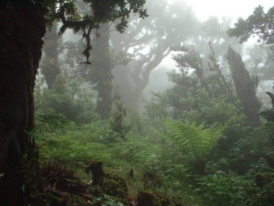 Biósfera de San Marcos de Colón y su cautivadora belleza natural que adorna Honduras