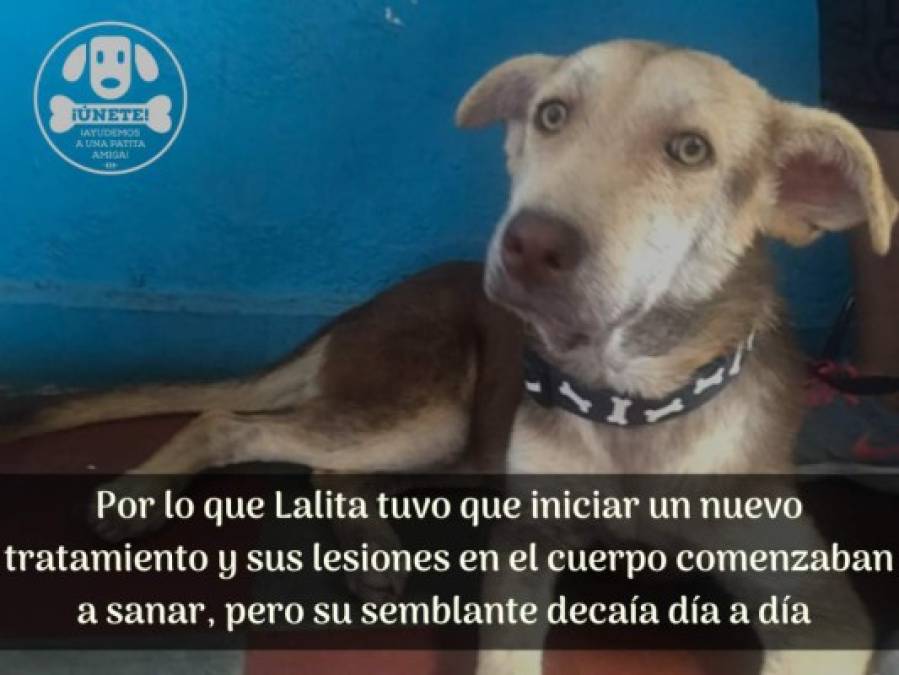 La historia de Lalita, una valiente perrita que luchó hasta el último día de su vida