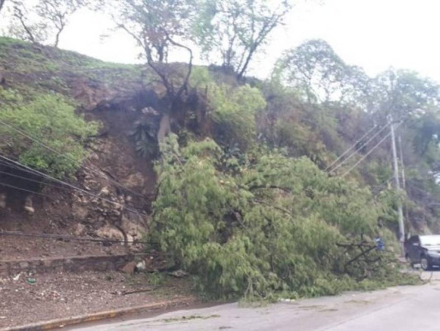 Aludes, inundaciones y árboles caídos entre daños por lluvias en la capital