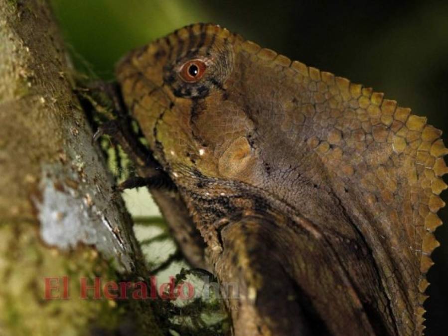 FOTOS: La fauna más hermosa captada en los bosques hondureños