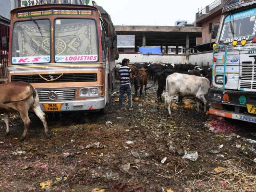 FOTOS: Mientras India está confinada, los animales salen a las calles