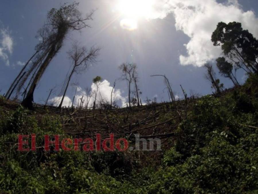 Destruyen el pulmón más grande de Honduras y construyen carretera clandestina (FOTOS)  