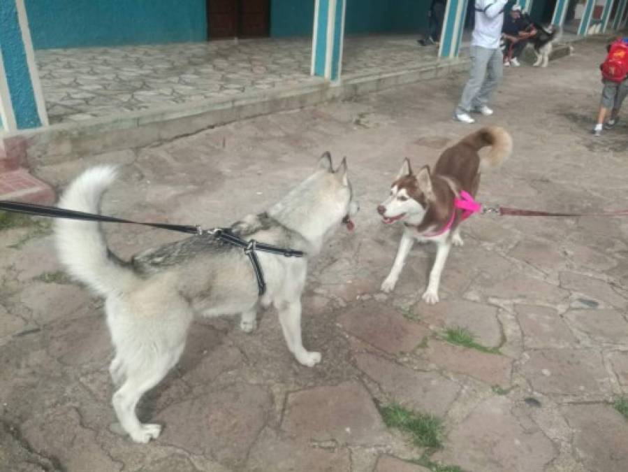 FOTOS: Huskylandia Hn, el club que une a los adorables peludos y sus dueños