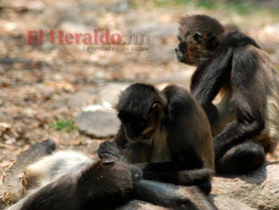 FOTOS: La fauna más hermosa captada en los bosques hondureños