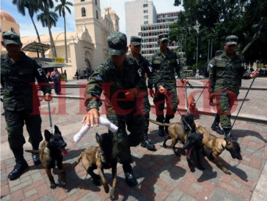 Así es el entrenamiento de los agentes caninos en el Batallón de la Policía Militar