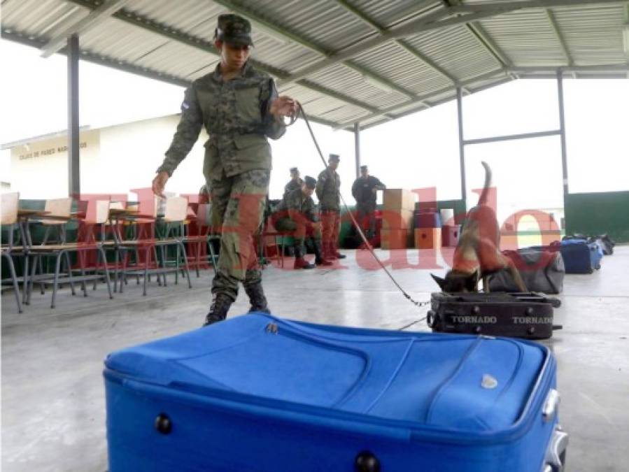 Así es el entrenamiento de los agentes caninos en el Batallón de la Policía Militar