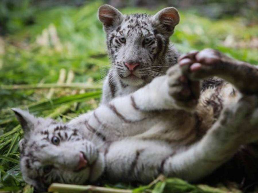 Tiernos y curiosos, los hermosos tigres blancos que están en peligro de extinción
