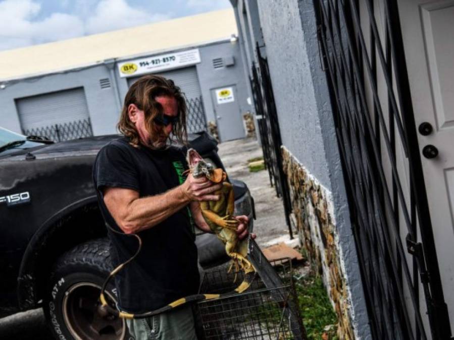 FOTOS: Hombre en EEUU hace mascarillas con piel de iguanas y serpientes pitón