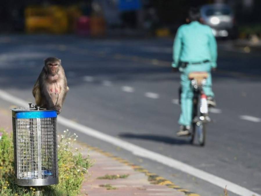 FOTOS: Mientras India está confinada, los animales salen a las calles