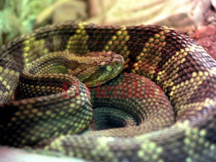 Fotos: Cautivadora, así es la fauna albergada en el zoológico Rosy Walther de la capital