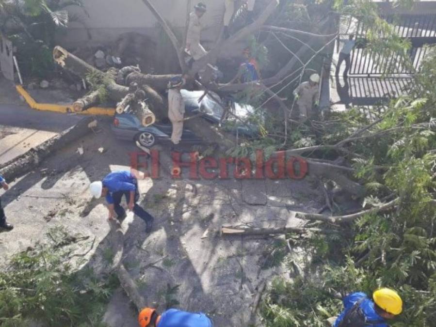 FOTOS: Árbol aplastó vehículo en la colonia Tepeyac de la capital