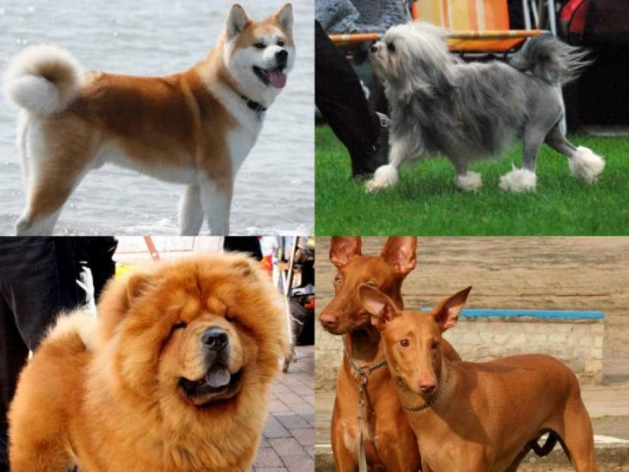 Las 10 razas de perros más caras del mundo