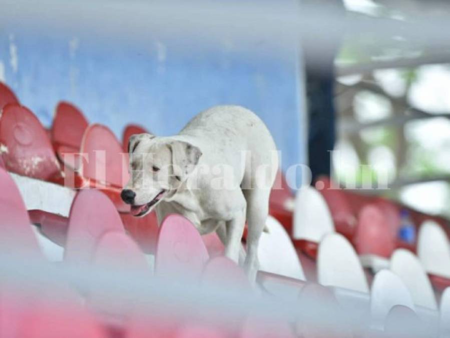 Ambiente en Tocoa ante el duelo Real Sociedad vs Platense por el descenso de la Liga