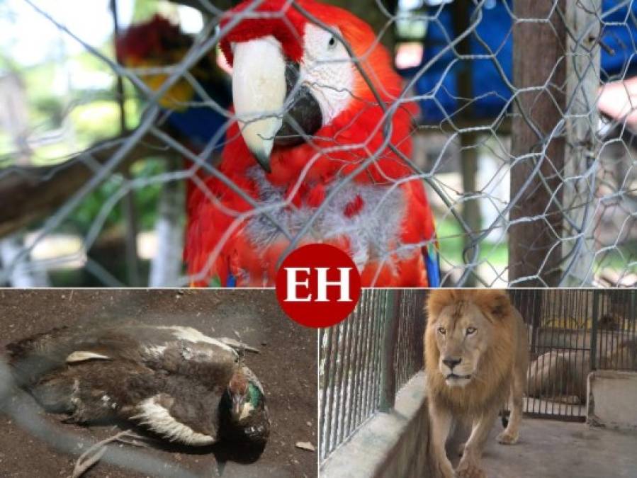 Golpeados, llagados y desplumados: Los animales sufren el descuido del zoológico Joya Grande