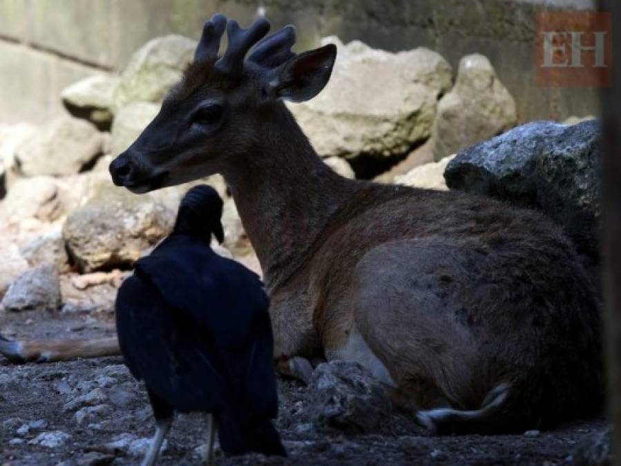 20 fotos de animales en el zoológico de Tegucigalpa que te cambiarán el día