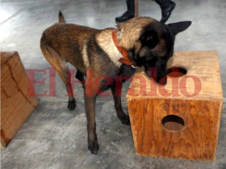 Así es el entrenamiento de los agentes caninos en el Batallón de la Policía Militar