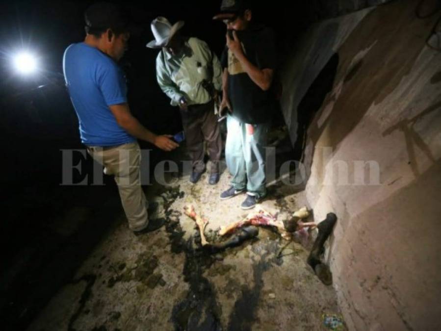 FOTOS: Así era el matadero clandestino de caballos en la colonia Nueva Suyapa