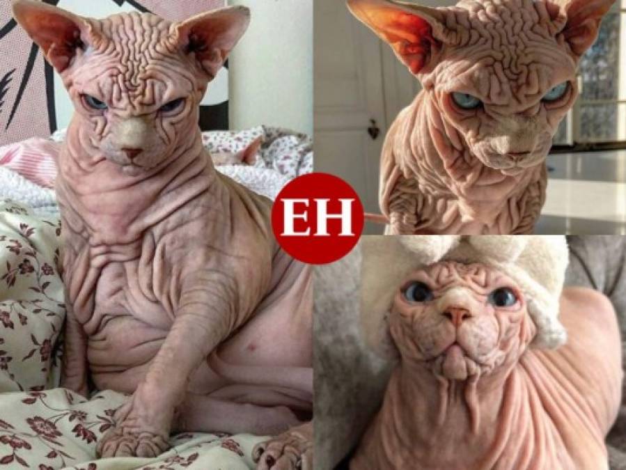 Así es 'Xherdan”, el gato más arrugado y aterrador que se viralizó en internet