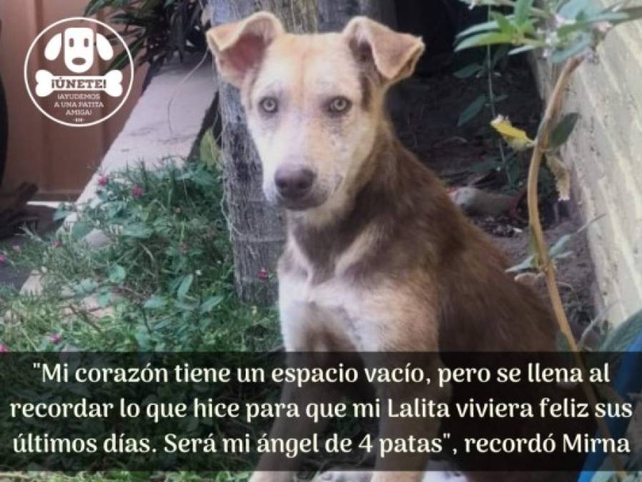 La historia de Lalita, una valiente perrita que luchó hasta el último día de su vida