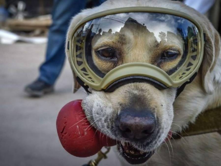 Frida, la heroína que ladra y no usa casco tras sismo en México