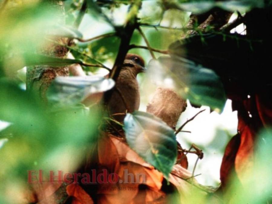 FOTOS: La fauna más hermosa captada en los bosques hondureños