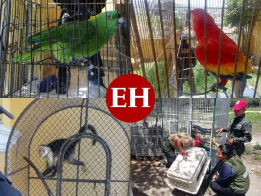FOTOS: Monos, loros y guaras, los exóticos animales del 'Cholo Houston'