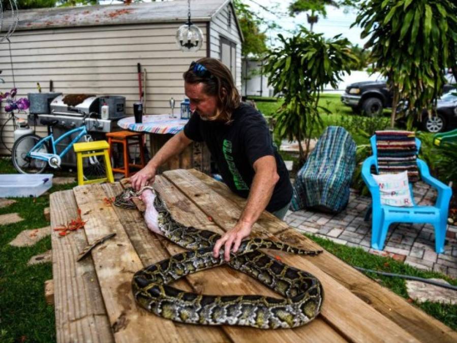 FOTOS: Hombre en EEUU hace mascarillas con piel de iguanas y serpientes pitón