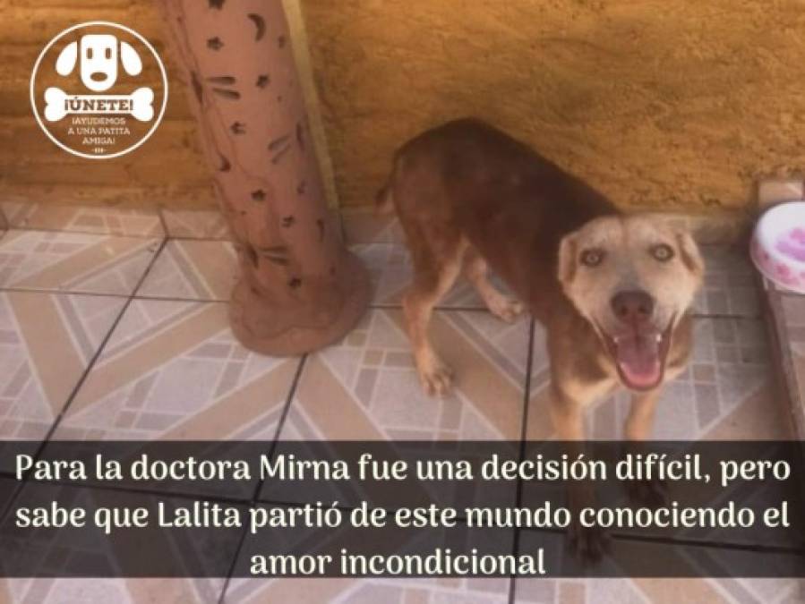 La historia de Lalita, una valiente perrita que luchó hasta el último día de su vida