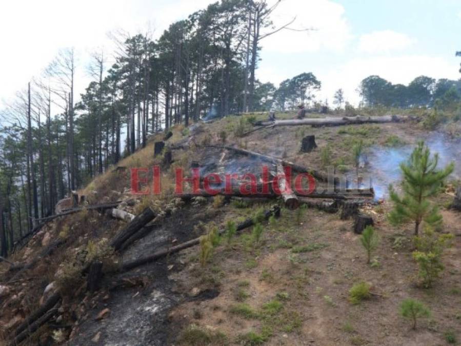 Incendio en La Tigra devora más de 10 hectáreas de bosque