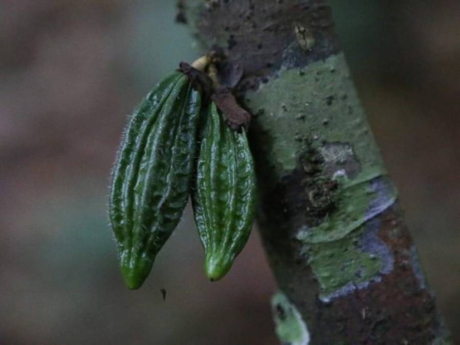 Naturaleza y vestigios, así avanzan los hallazgos en Ciudad Blanca