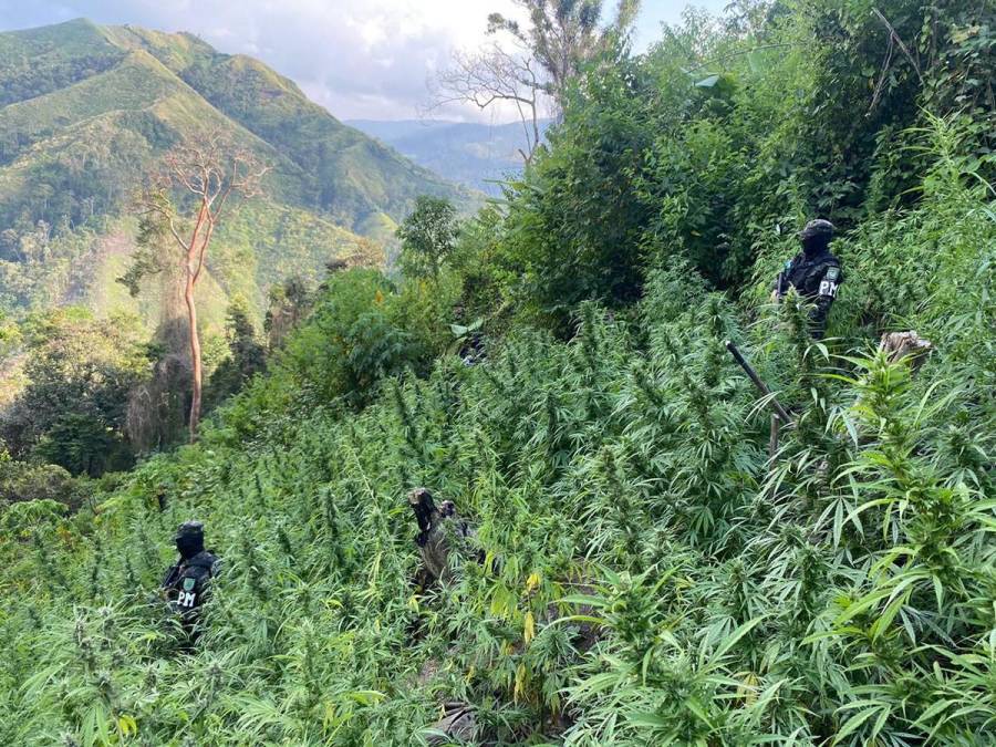 Aseguran casi medio millón de arbustos de cocaína en Olancho y Colón