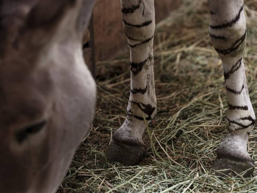 Un puma albino, una cebra de puntos y una jirafa sin manchas: las raras mutaciones registradas en los últimos años