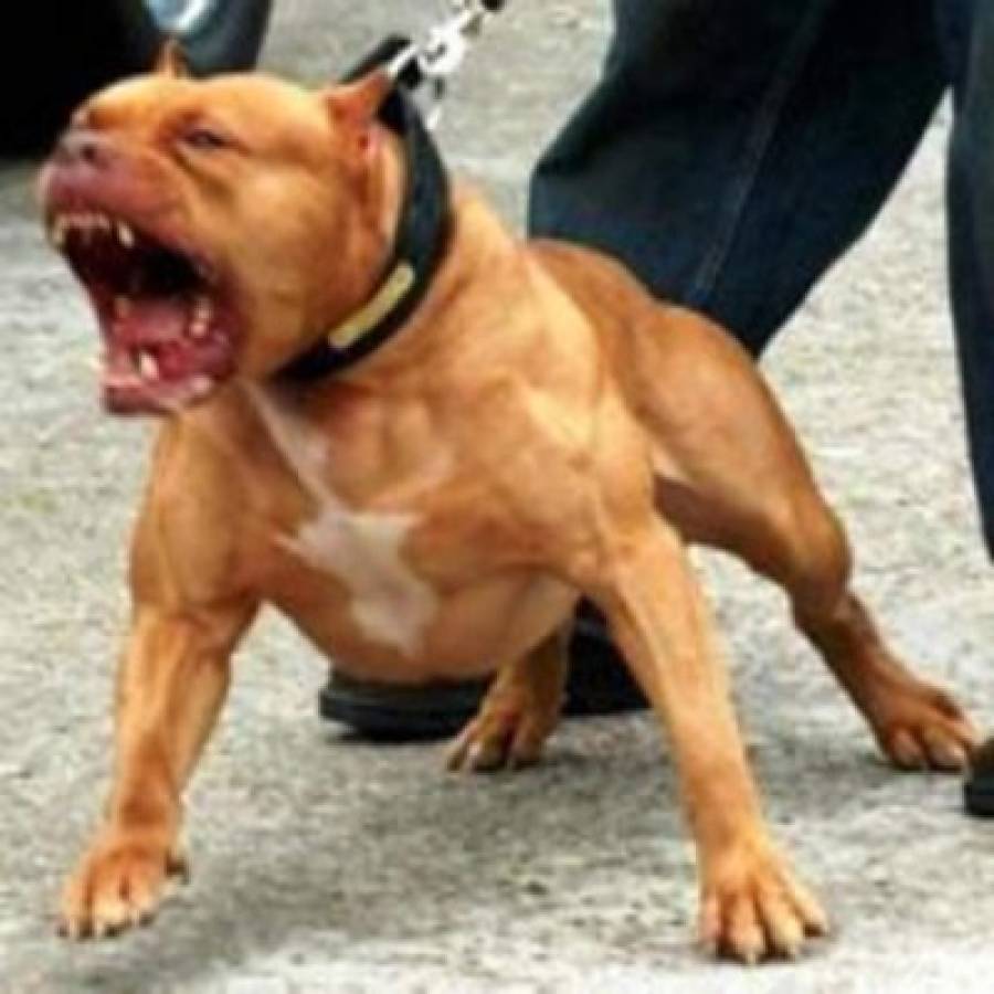 Perro pitbull mató a anciano en San Lorenzo