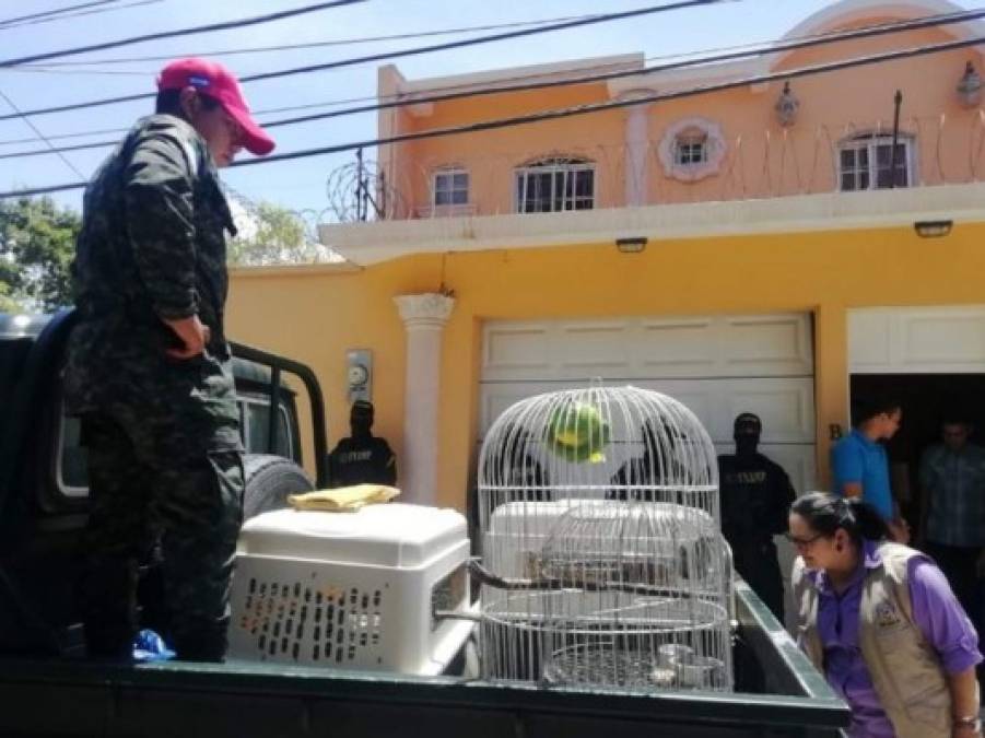 FOTOS: Monos, loros y guaras, los exóticos animales del 'Cholo Houston'