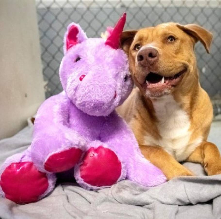 Perro intentó robar un peluche cinco veces hasta que se lo compraron