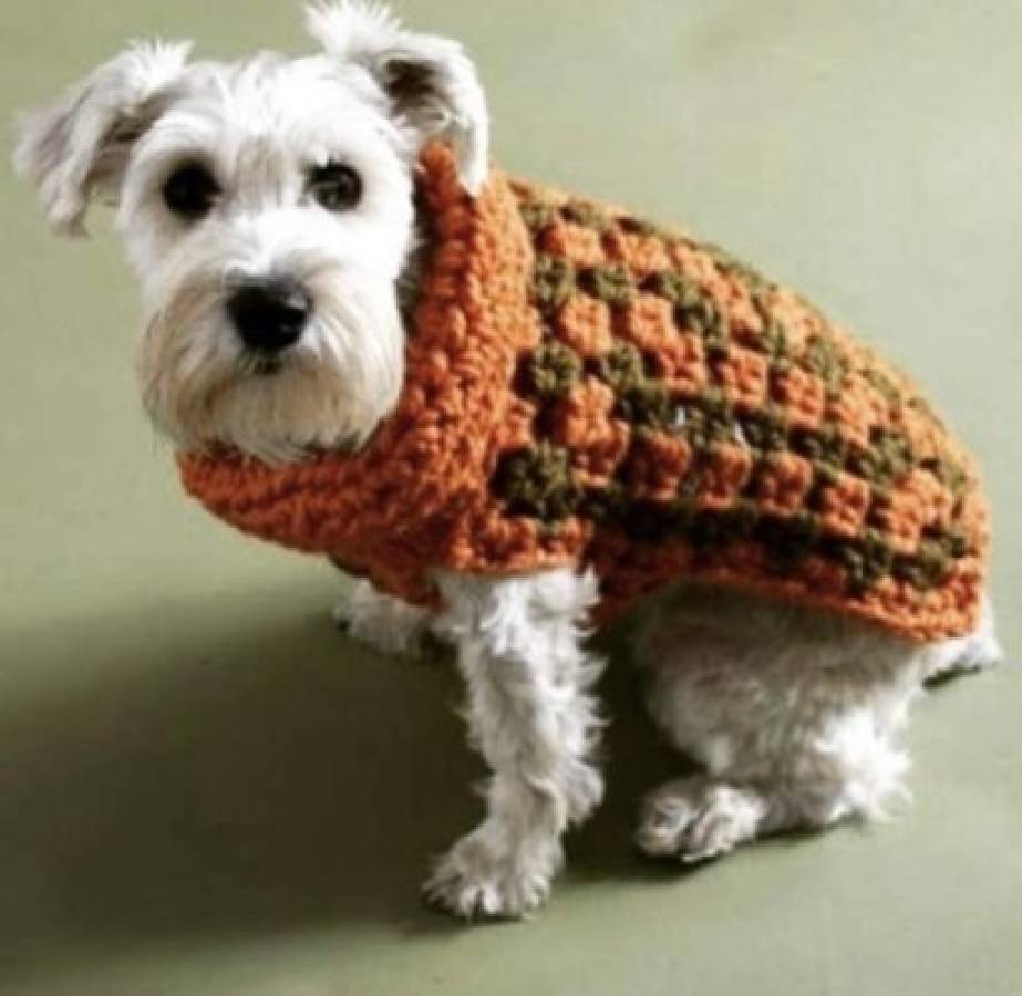 Piezas de crochet para mascotas permiten protegerlas del helado clima de invierno.