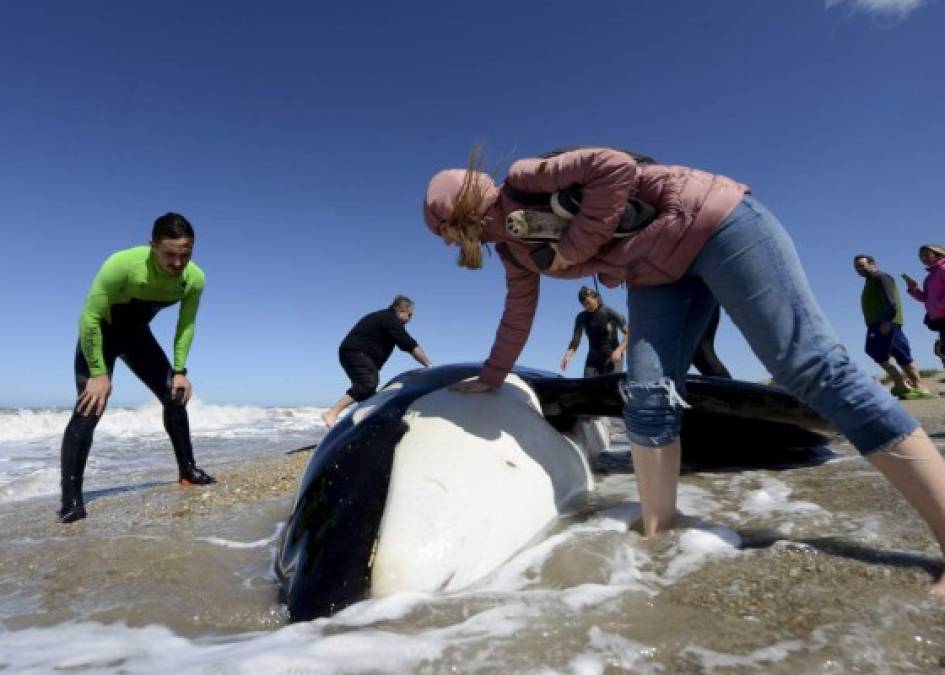 FOTOS: El impresionante rescate de 6 orcas varadas en Mar Chiquita