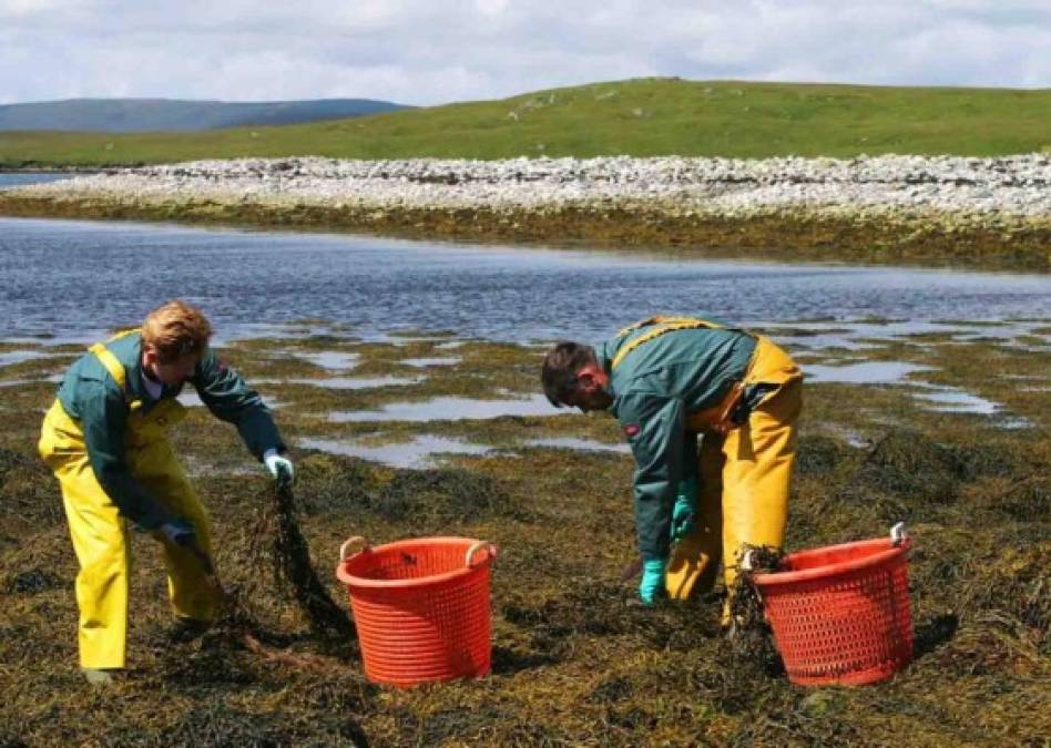 La nube de polvo del Sahara y sus múltiples beneficios para la vegetación