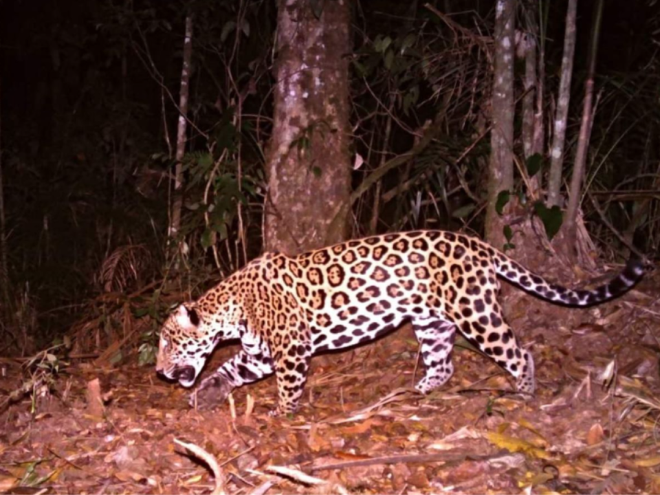 Los jaguares son de los animales en peligro de extinción más amenazados, debido a que su hábitat está en completa destrucción. Esta fotografía corresponde a una nueva población de jaguares captados a finales de 2023 por cámaras trampa en una montaña de Honduras.