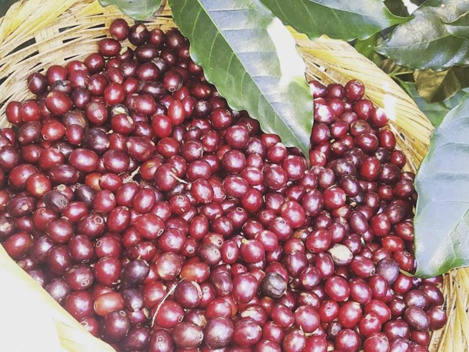<i>Finca Santa Elena, ubicada en Intibucá, Honduras, donde la naturaleza y el cultivo de café se entrelazan para ofrecer una experiencia única y enriquecedora</i>