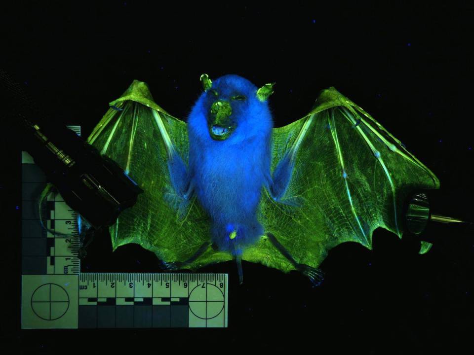 Un murciélago de nariz tubular bajo luz negra. Un sondeo reciente halló 125 mamíferos con fluorescencia.