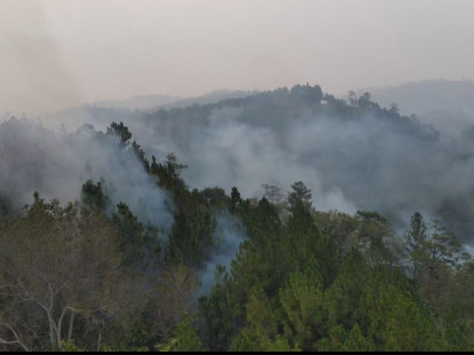 Grandes daños deja el incendio en los bosques a a cercanías de Joya Grande.